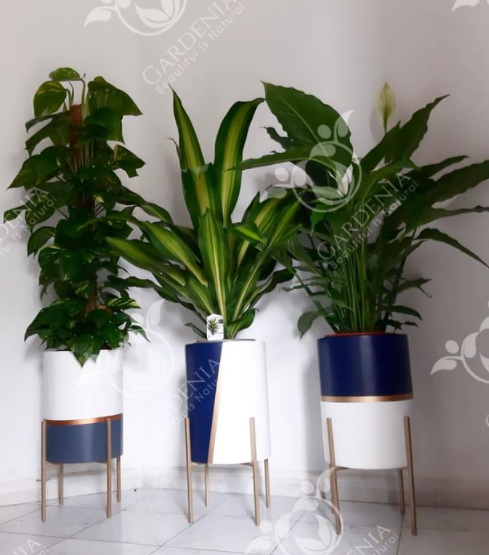Pots bicolore avec plante pour intérieur
