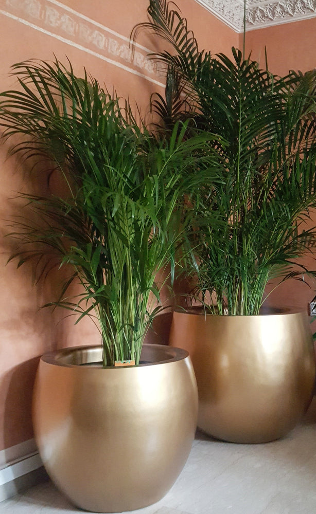 Pot rond XL avec plante Areca, pour intérieur ou extérieur