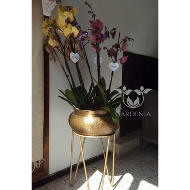 Composition de 3 Orchidées naturelles en pot en cuivre de Fès